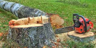 Best Stump Grinding and Removal  in Camp Springs, MD