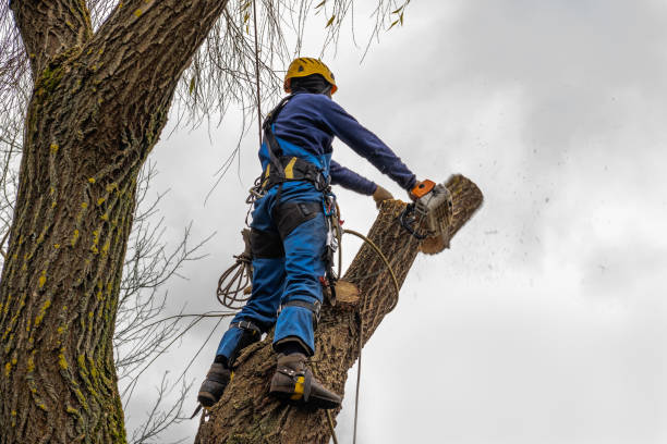 Best Tree Trimming and Pruning  in Camp Springs, MD