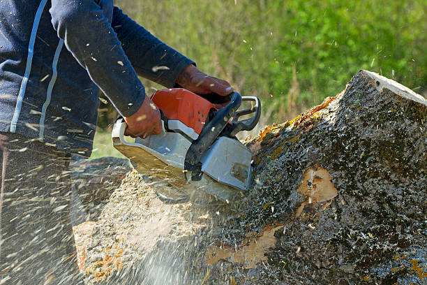 Best Arborist Consultation Services  in Camp Springs, MD