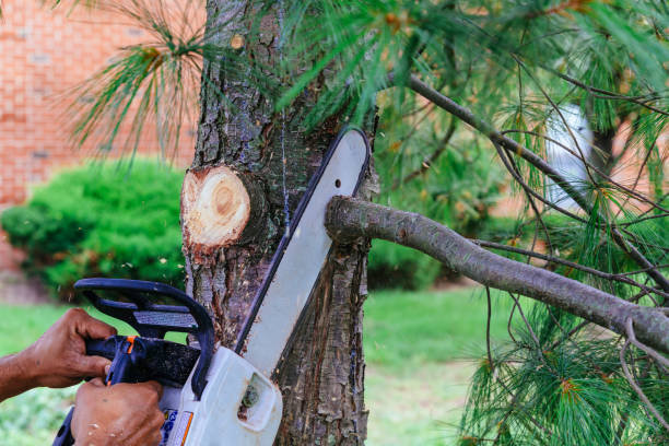 How Our Tree Care Process Works  in  Camp Springs, MD